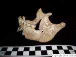 L_V20d5016 A16.96 R814 lR ta mandible